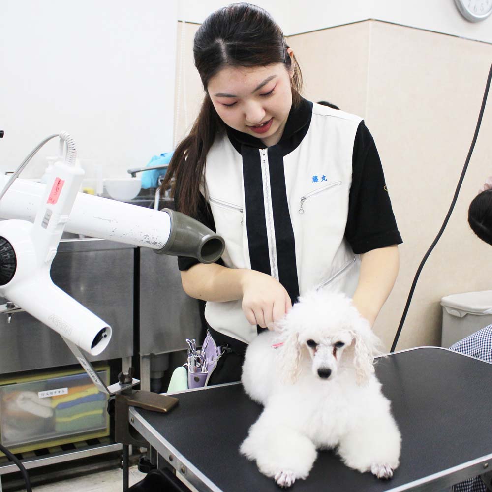 ２年生、お客様犬のトリミング☆